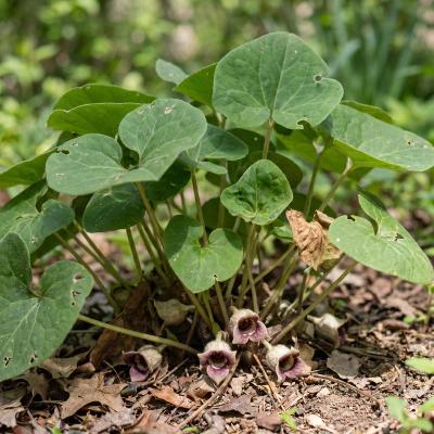 Wild Ginger (Asarum canadense)