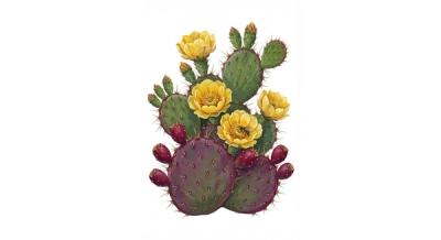 Eastern Prickly Pear (Opuntia caespitosa), colorful illustration