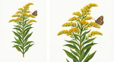 Sweet Goldenrod (Solidago odora), colorful illustration