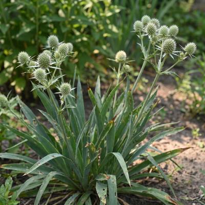 Rattlesnake Master (Eryngium yuccifolium)
