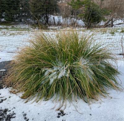 Cherokee Sedge (Carex cherokeensis)