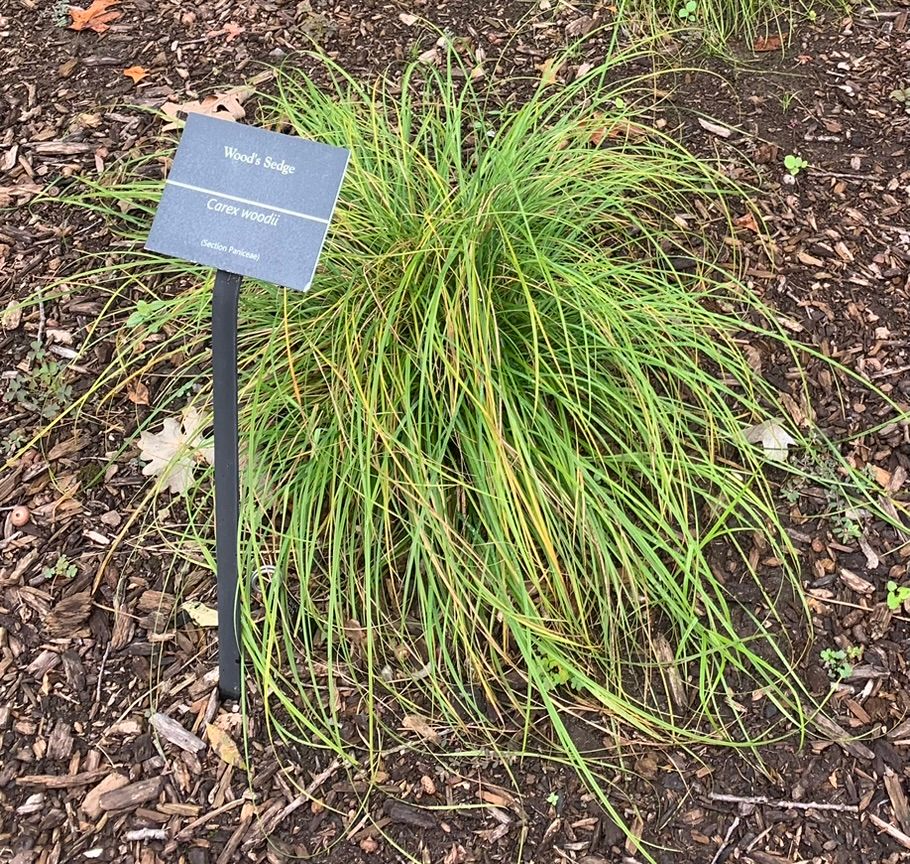 Wood's Sedge, additional view