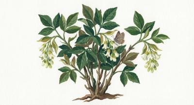 Bladdernut (Staphylea trifolia), colorful illustration