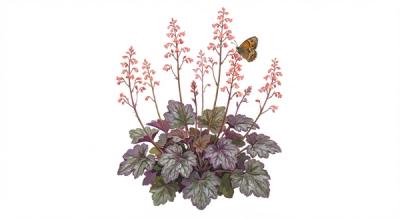 Alumroot (Heuchera americana 'Dale's Strain'), colorful illustration