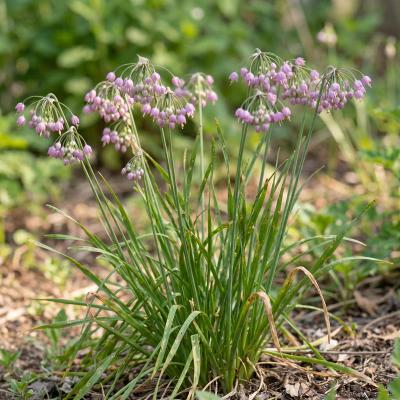 Nodding Onion (Allium cernuum)