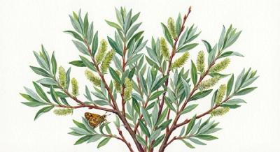 Silky Willow (Salix sericea), colorful illustration