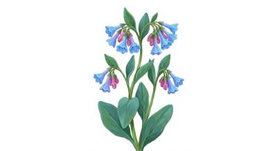Virginia Bluebells (Mertensia virginica), colorful illustration