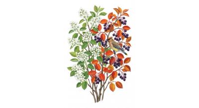 Canada Serviceberry (Amelanchier canadensis), colorful illustration