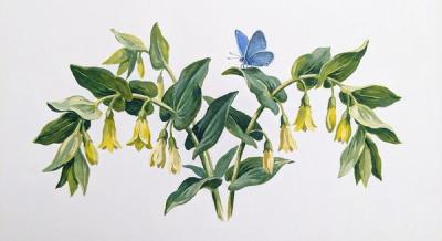 Perfoliate Bellwort (Uvularia perfoliata), colorful illustration