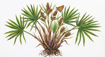 Palm Sedge (Carex muskingumensis), colorful illustration
