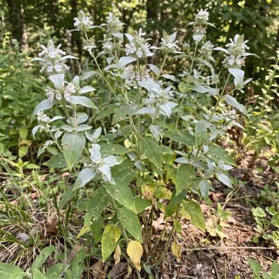 Hoary Mountain Mint (Pycnanthemum incanum)