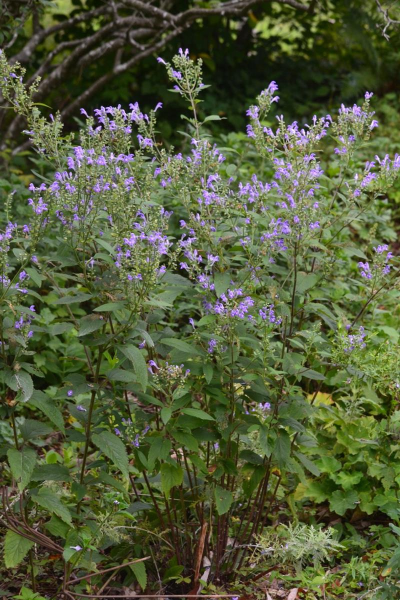 Downy Skullcap