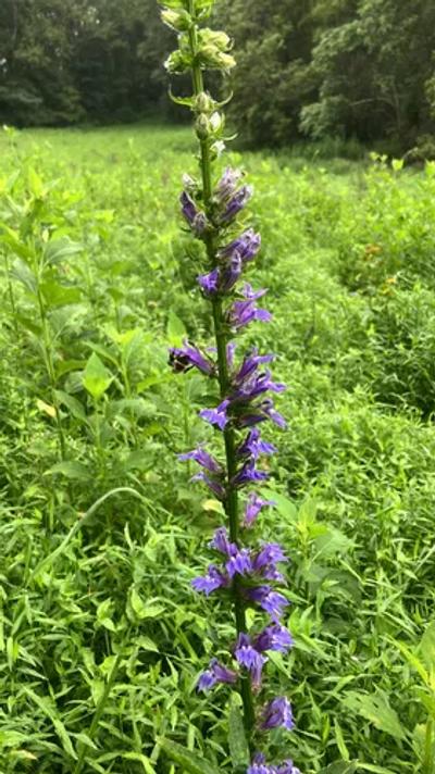 Blue Cardinal Flower (Lobelia siphilitica)