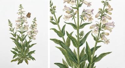 Pale Beardtongue (Penstemon pallidus), colorful illustration