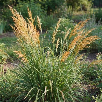 Indian Grass (Sorghastrum nutans)
