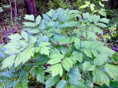 Black Cohosh (Actaea racemosa)