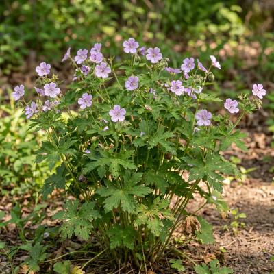 Wild Geranium (Geranium maculatum)