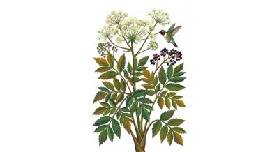 Spikenard (Aralia racemosa), colorful illustration