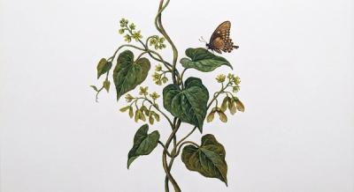 Wild Yam (Dioscorea villosa), colorful illustration