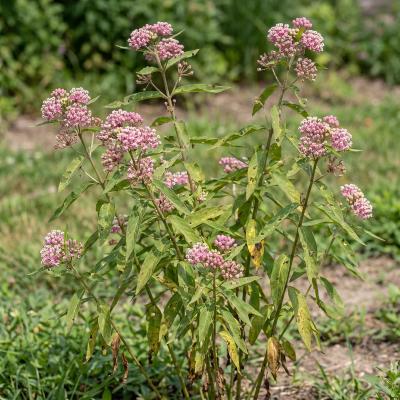 Swamp Milkweed (Asclepias incarnata)