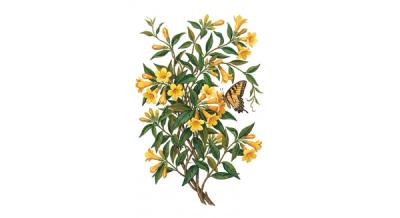 Carolina Jasmine 'Margarita' (Gelsemium 'Margarita'), colorful illustration