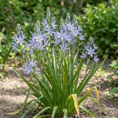 Atlantic Camas (Camassia scilloides)