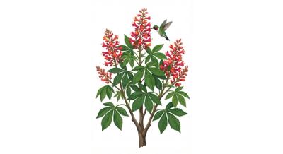 Red Buckeye (Aesculus pavia), colorful illustration
