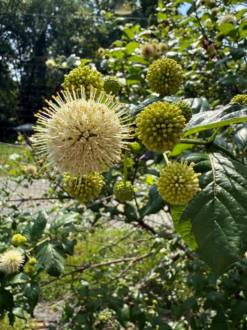 Buttonbush