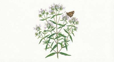 Narrowleaf Mountain Mint (Pycnanthemum tenuifolium), colorful illustration