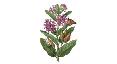 Common Milkweed (Asclepias syriaca), colorful illustration