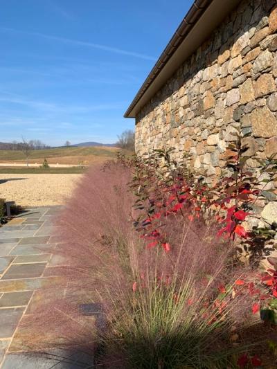 Pink Muhly Grass (Muhlenbergia capillaris)