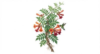 Trumpet Creeper (Campsis radicans), colorful illustration