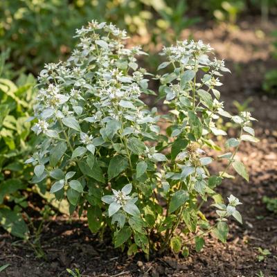 Shorttooth Mountain Mint (Pycnanthemum muticum)