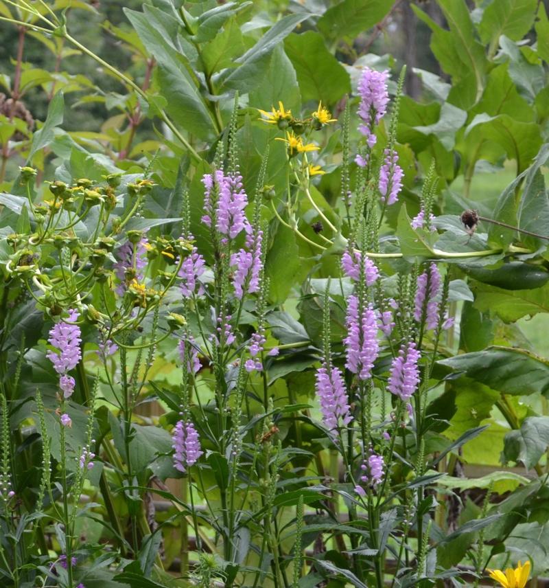 Obedient Plant