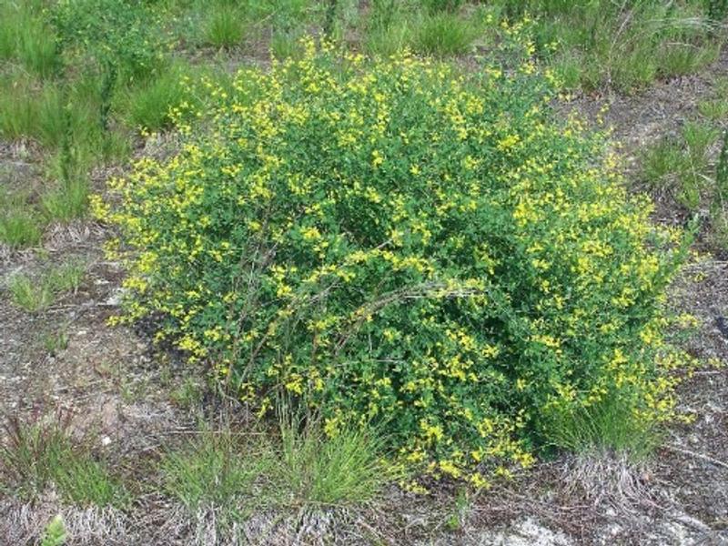 Shrubby St. John's Wort