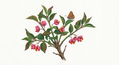 Hearts-a-Bustin' (Euonymus americanus), colorful illustration