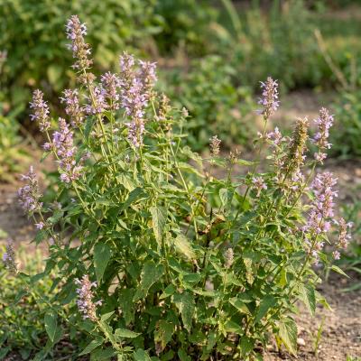 Giant Blue Hyssop (Agastache scrophularifolia)