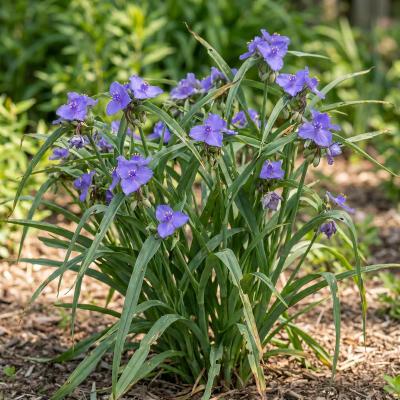 Ohio Spiderwort (Tradescantia ohioensis)