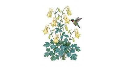 Yellow Columbine 'Corbett' (Aquilegia canadensis 'Corbett'), colorful illustration