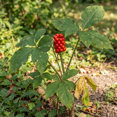 Jack-in-the-Pulpit (Arisaema triphyllum)