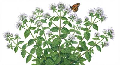 Shorttooth Mountain Mint (Pycnanthemum muticum), colorful illustration