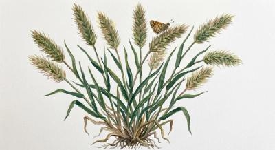 Bottlebrush Grass (Elymus hystrix), colorful illustration