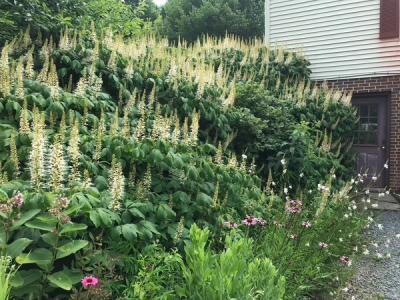 Bottlebrush Buckeye