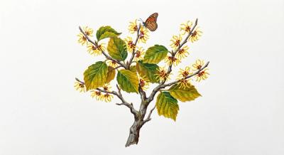Witchhazel (Hamamelis virginiana), colorful illustration