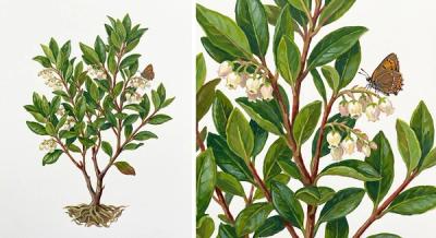 Fetterbush (Lyonia lucida), colorful illustration