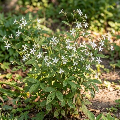 Bowman's Root (Gillenia trifoliata)