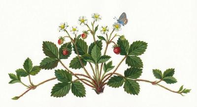 Virginia Wild Strawberry (Fragaria virginiana), colorful illustration