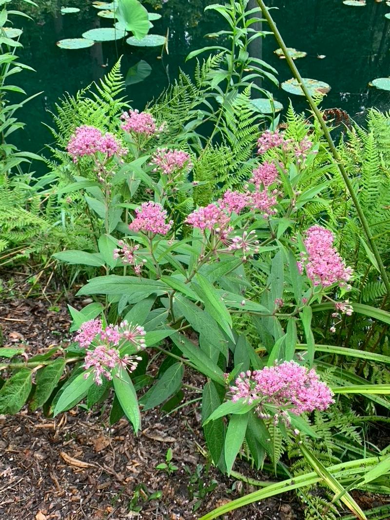 Swamp Milkweed