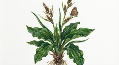 Seersucker Sedge (Carex plantaginea), colorful illustration