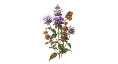 Bergamot (Monarda fistulosa), colorful illustration
